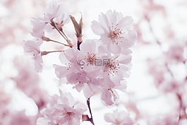 粉紅色,花,盛開