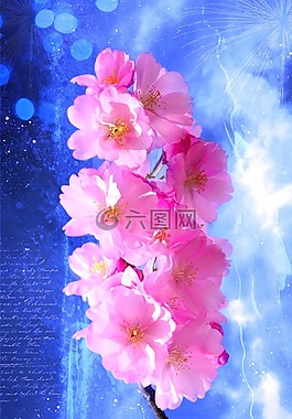 日本觀賞櫻桃,科,鮮花