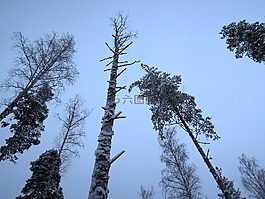 木,天空,藍色