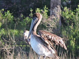 鵜,鳥,自然