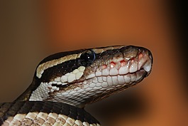 蛇,球 python,python 麗君