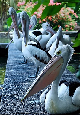 鵜鶘,鳥,動物