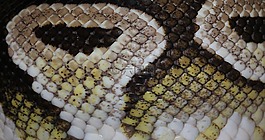 蛇,球 python,python 麗君
