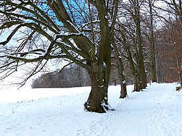 樹,大道,雪