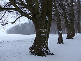 樹,大道,雪