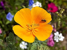 蜜蜂,花,開花