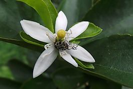 昆虫,花卉,橘树