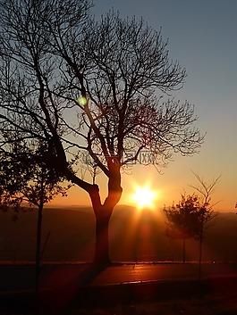 abendstimmung,樹,日落