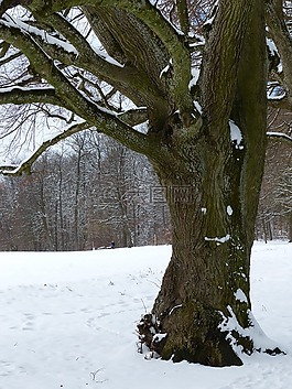 樹,雪,冬天