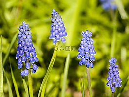 風信子,花,開花