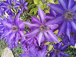 鐵線蓮,鮮花,登山者