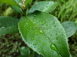 葉,花園,綠色的樹葉
