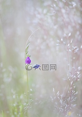 性質(zhì),宏,花卉