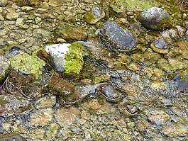 天然水,過獨(dú)身生活,石頭
