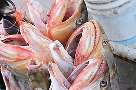 魚,金,棲息
