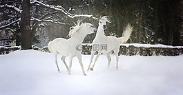 雪,冬天,自然