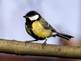 山雀,鳥,鳴鳥
