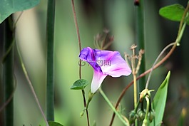 粉红色的牵牛花花,花,杂草