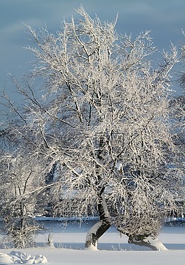 冬天,雪,寒冬