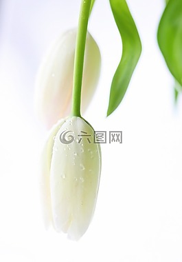 郁金香,荷蘭,春天