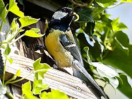 山雀,鳥,鳴鳥