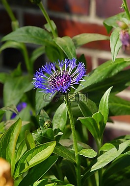 花,花園,藍(lán)色