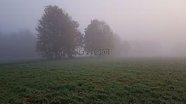 霧,森林,景觀