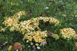野生,蘑菇,群集
