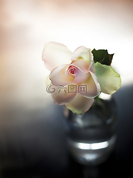 玫瑰,roosje,花瓶