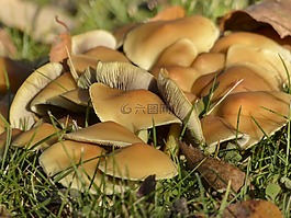 野生,蘑菇,群集