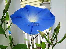 藍(lán)色,花,牽?；?/>
                            </a>
                            <div   id=
