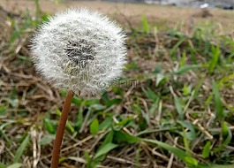蒲公英,花卉,花的领域