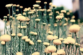 鮮花,花園,公園
