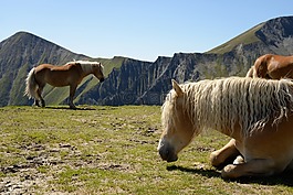 马,haflinger,山
