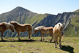 马,haflinger,山