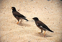 鳥類,海灘,沙