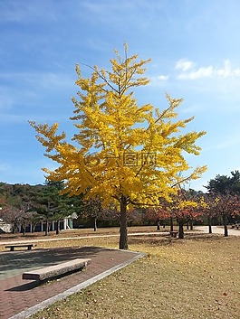 銀杏,景觀,黃色