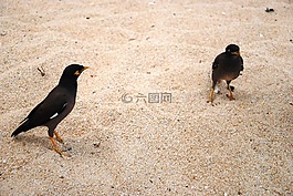 鳥類,海灘,沙