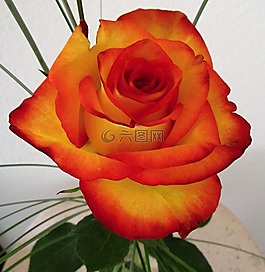 玫瑰,鮮花,花