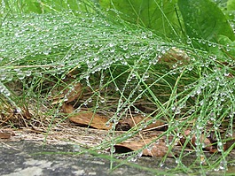 雨,morgentau,草