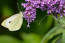 蝴蝶,gonepteryx rhamni,昆蟲