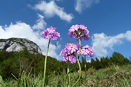 性質(zhì),花,廠