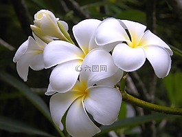 泰國,花,紫