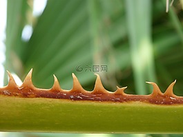 荊棘,粉紅色,葉子