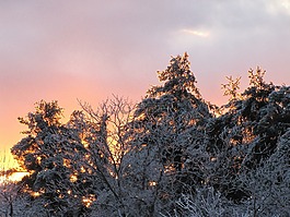 樹,雪,分支機(jī)構(gòu)