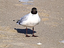 嘴鷗,海鷗,鳥