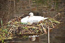 天鵝,鳥(niǎo)巢,天鵝的巢
