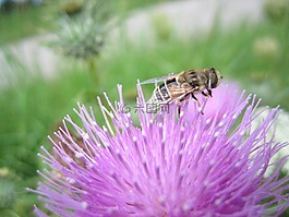 蜜蜂,薊,花園