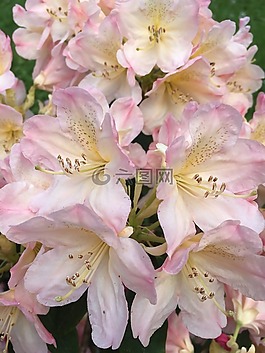 杜鹃花,粉红色,关闭
