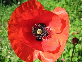 罌粟,花,klatschmohn